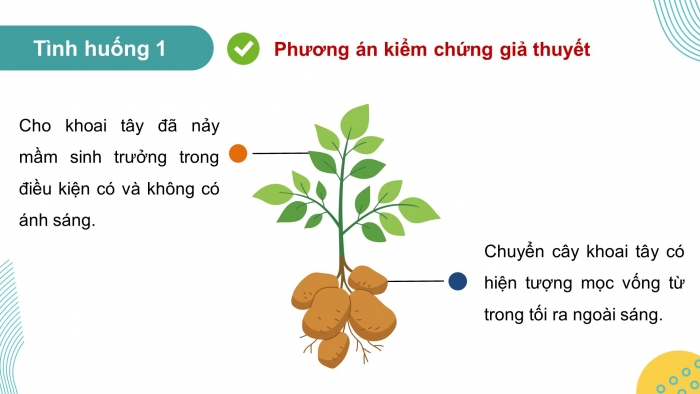 Giáo án điện tử Sinh học 12 chân trời Bài 11: Thực hành Thí nghiệm về thường biến ở cây trồng