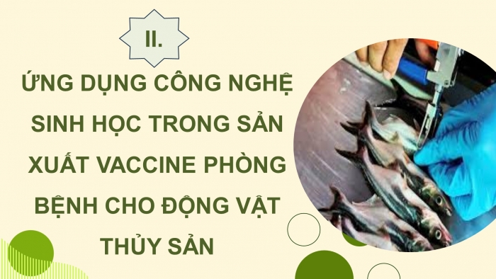 Giáo án điện tử chuyên đề Công nghệ 12 Lâm nghiệp Thuỷ sản Kết nối Bài 8: Ứng dụng công nghệ sinh học trong phòng, trị bệnh thuỷ sản