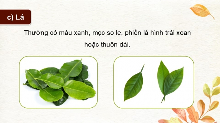 Giáo án điện tử Công nghệ 9 Trồng cây ăn quả Kết nối Bài 3: Kĩ thuật trồng và chăm sóc cây ăn quả có múi