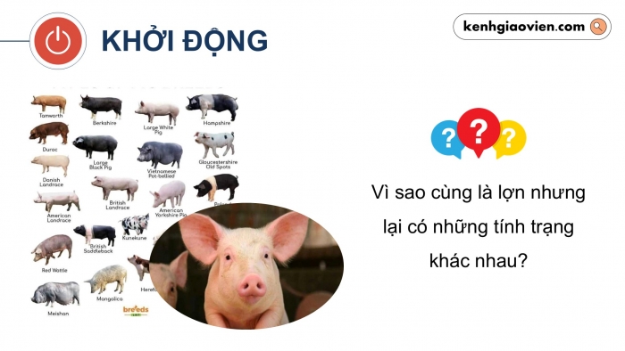 Giáo án điện tử KHTN 9 chân trời - Phân môn Sinh học Bài 40: Từ gene đến tính trạng