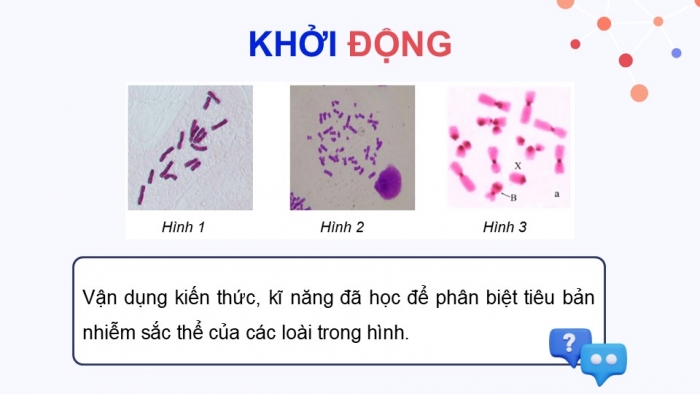 Giáo án điện tử KHTN 9 chân trời - Phân môn Sinh học Bài 42: Thực hành Quan sát tiêu bản nhiễm sắc thể