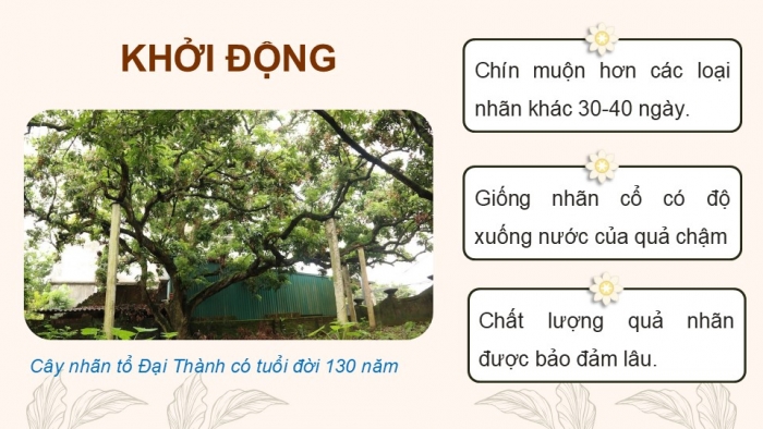 Giáo án điện tử Công nghệ 9 Trồng cây ăn quả Cánh diều Bài 4: Thực hành nhân giống cây ăn quả bằng phương pháp chiết cành