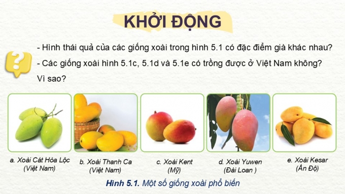 Giáo án điện tử Công nghệ 9 Trồng cây ăn quả Cánh diều Bài 5: Kĩ thuật trồng và chăm sóc cây xoài