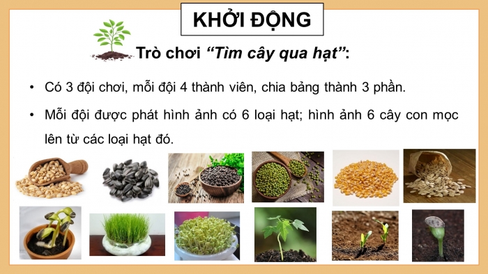 Giáo án điện tử Khoa học 5 kết nối Bài 14: Sự phát triển của cây con