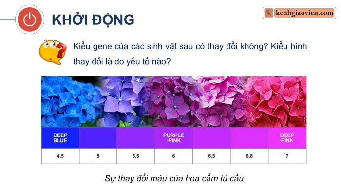 Giáo án điện tử Sinh học 12 cánh diều Bài 10: Mối quan hệ giữa kiểu gene, môi trường và kiểu hình