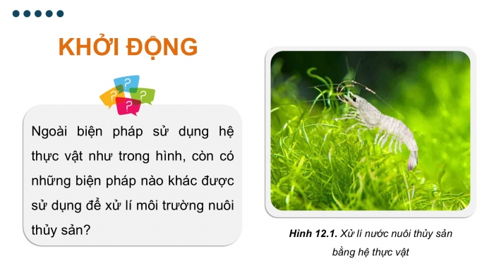 Giáo án điện tử Công nghệ 12 Lâm nghiệp - Thủy sản Kết nối Bài 12: Biện pháp xử lí môi trường nuôi thuỷ sản