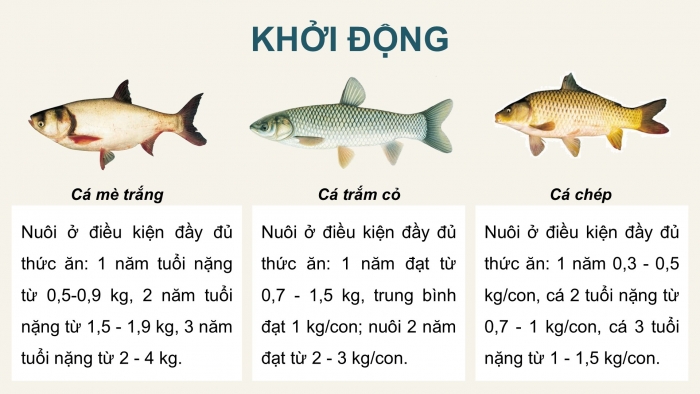 Giáo án điện tử Công nghệ 12 Lâm nghiệp - Thủy sản Kết nối Bài 13: Vai trò của giống thủy sản