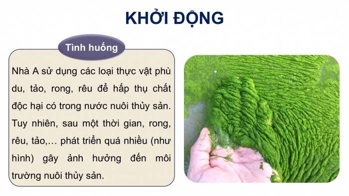 Giáo án điện tử Công nghệ 12 Lâm nghiệp - Thủy sản Kết nối Bài ôn tập chương V