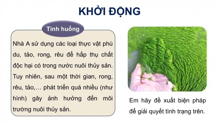 Giáo án điện tử Công nghệ 12 Lâm nghiệp Thủy sản Cánh diều Bài Ôn tập chủ đề 5