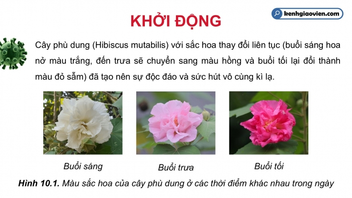 Giáo án điện tử Sinh học 12 chân trời Bài 10: Mối quan hệ giữa kiểu gene – kiểu hình – môi trường