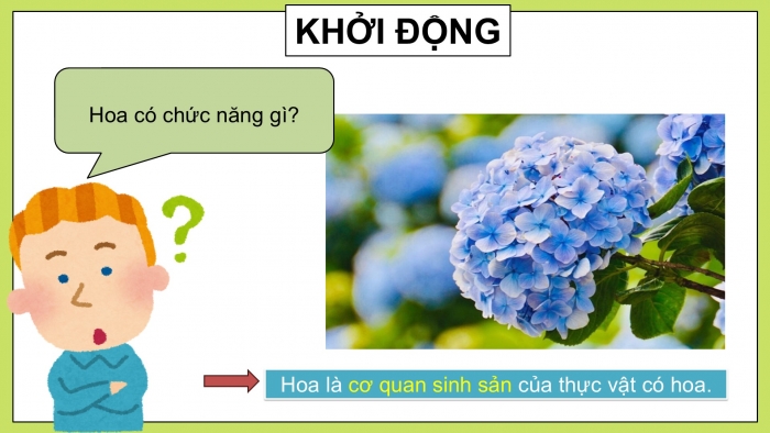 Giáo án điện tử Khoa học 5 chân trời Bài 13: Sự sinh sản của thực vật có hoa