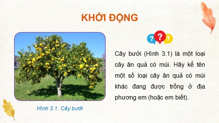 Giáo án điện tử Công nghệ 9 Trồng cây ăn quả Kết nối Bài 3: Kĩ thuật trồng và chăm sóc cây ăn quả có múi