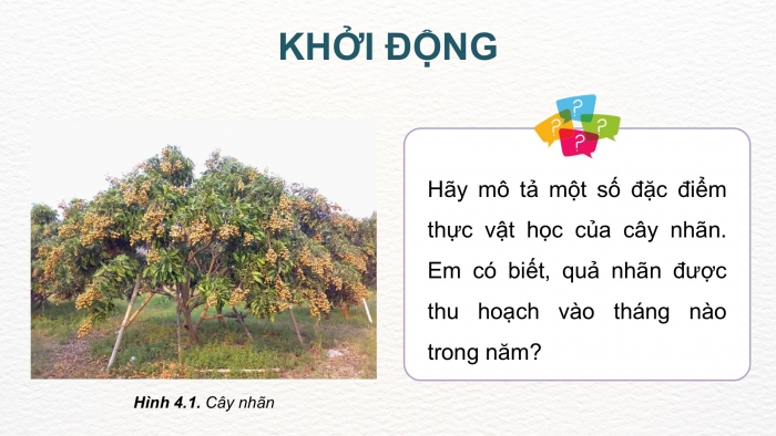 Giáo án điện tử Công nghệ 9 Trồng cây ăn quả Kết nối Bài 4: Kĩ thuật trồng và chăm sóc cây nhãn