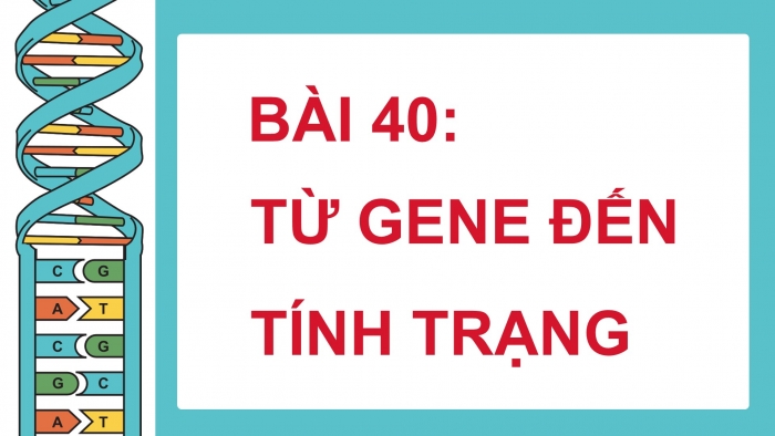 Giáo án điện tử KHTN 9 chân trời - Phân môn Sinh học Bài 40: Từ gene đến tính trạng