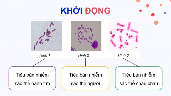 Giáo án điện tử KHTN 9 chân trời - Phân môn Sinh học Bài 42: Thực hành Quan sát tiêu bản nhiễm sắc thể