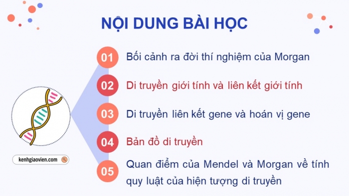 Giáo án điện tử Sinh học 12 chân trời Bài 8: Các quy luật di truyền của Morgan và di truyền giới tính (P2)