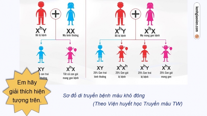 Giáo án điện tử Sinh học 12 cánh diều Bài 8: Di truyền liên kết giới tính, liên kết gene và hoán vị gene