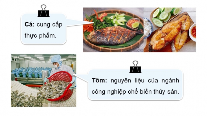 Giáo án điện tử Công nghệ 12 Lâm nghiệp Thủy sản Cánh diều Bài 9: Vai trò và triển vọng của thuỷ sản trong bối cảnh cuộc cách mạng công nghiệp 4.0