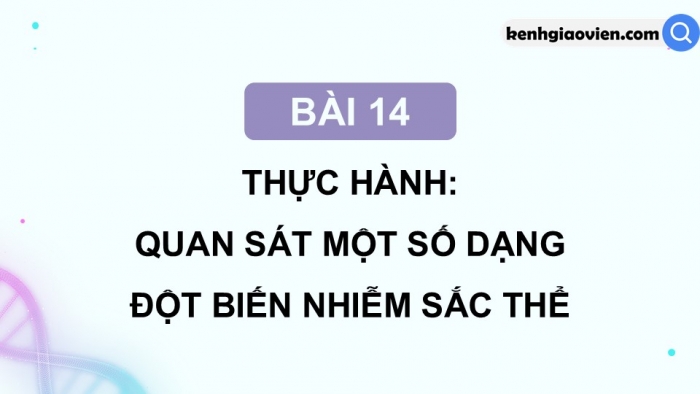 Giáo án điện tử Sinh học 12 kết nối Bài 14: Thực hành Quan sát một số dạng đột biến nhiễm sắc thể