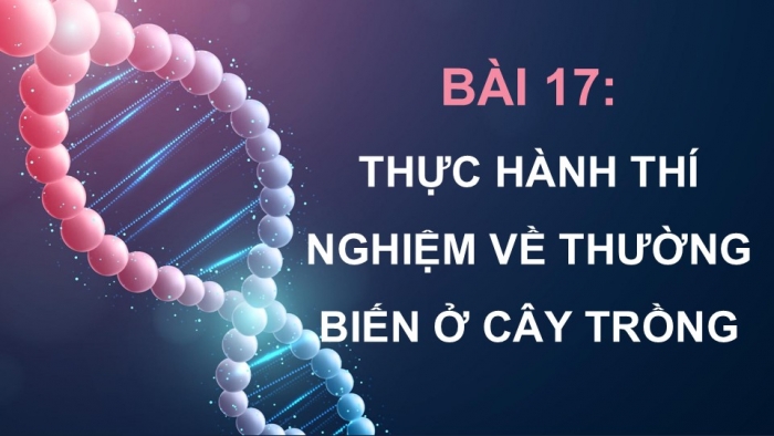 Giáo án điện tử Sinh học 12 kết nối Bài 17: Thực hành Thí nghiệm về thường biến ở cây trồng