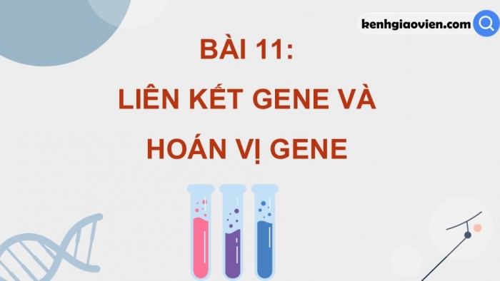 Giáo án điện tử Sinh học 12 kết nối Bài 11: Liên kết gene và hoán vị gene