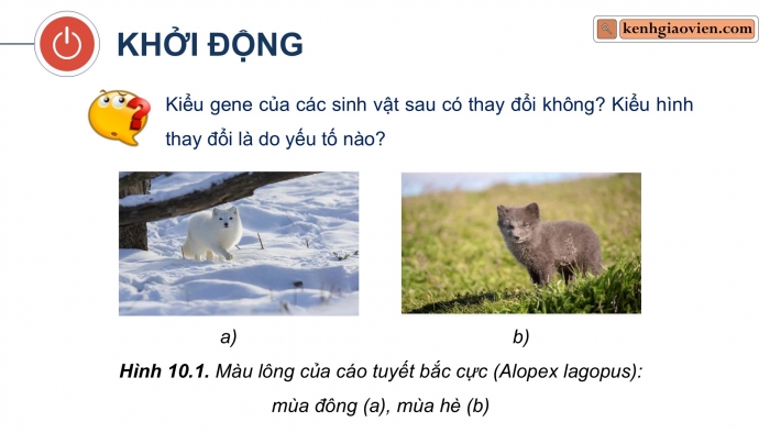 Giáo án điện tử Sinh học 12 cánh diều Bài 10: Mối quan hệ giữa kiểu gene, môi trường và kiểu hình