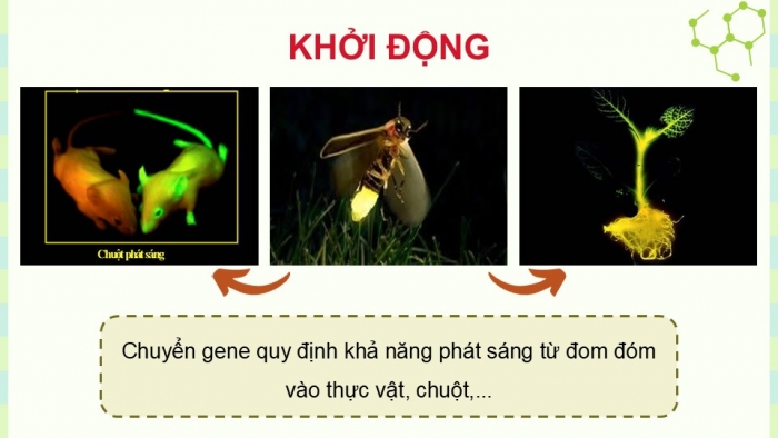 Giáo án điện tử Sinh học 12 cánh diều Bài 11: Hệ gene, công nghệ gene và ứng dụng