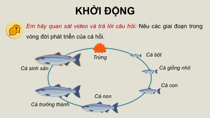 Giáo án điện tử Công nghệ 12 Lâm nghiệp - Thủy sản Kết nối Bài 14: Sinh sản của cá và tôm