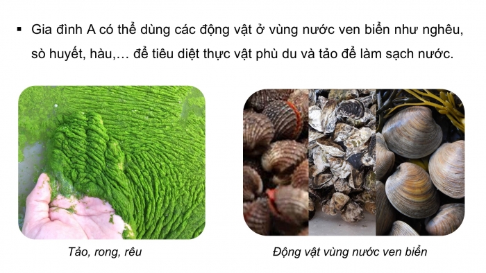 Giáo án điện tử Công nghệ 12 Lâm nghiệp - Thủy sản Kết nối Bài ôn tập chương V