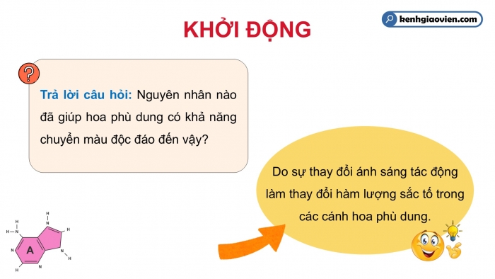 Giáo án điện tử Sinh học 12 chân trời Bài 10: Mối quan hệ giữa kiểu gene – kiểu hình – môi trường