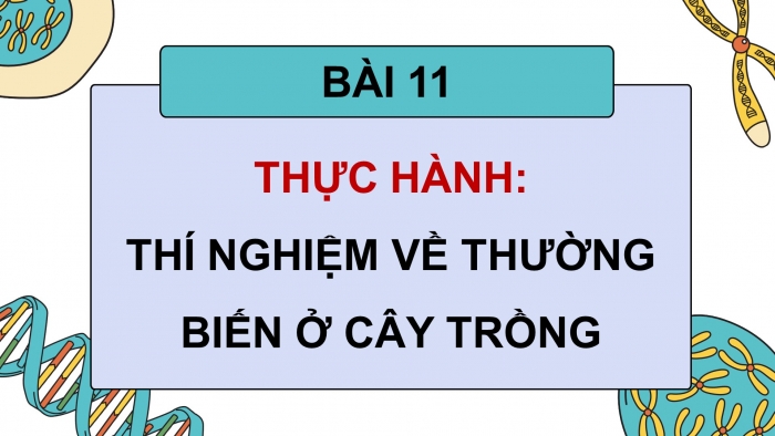 Giáo án điện tử Sinh học 12 chân trời Bài 11: Thực hành Thí nghiệm về thường biến ở cây trồng