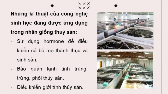 Giáo án điện tử chuyên đề Công nghệ 12 Lâm nghiệp Thuỷ sản Kết nối Bài 7: Ứng dụng công nghệ sinh học trong sản xuất giống thuỷ sản