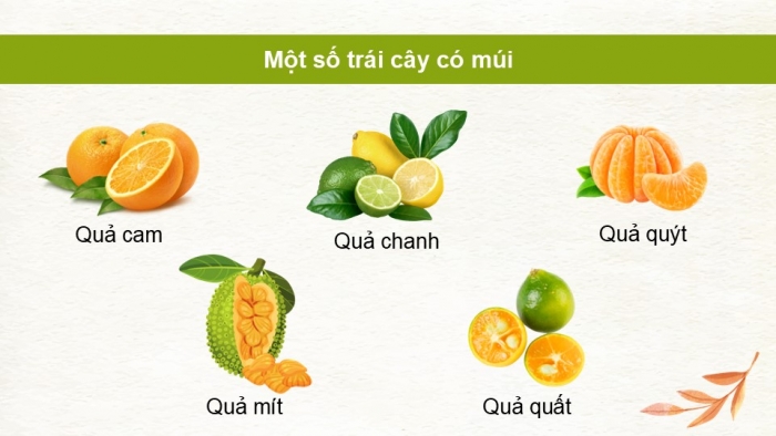 Giáo án điện tử Công nghệ 9 Trồng cây ăn quả Kết nối Bài 3: Kĩ thuật trồng và chăm sóc cây ăn quả có múi