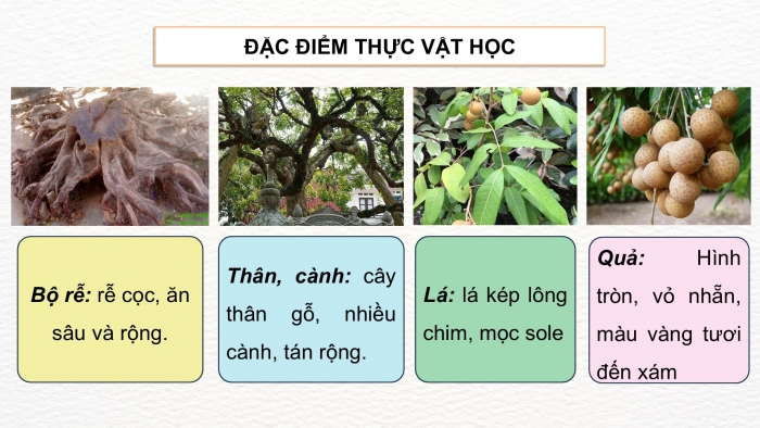 Giáo án điện tử Công nghệ 9 Trồng cây ăn quả Kết nối Bài 4: Kĩ thuật trồng và chăm sóc cây nhãn