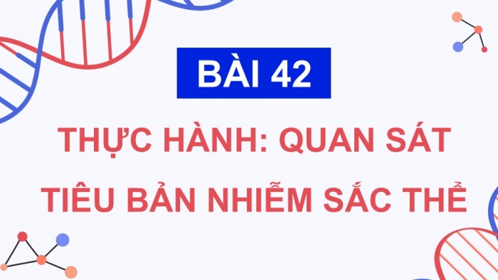 Giáo án điện tử KHTN 9 chân trời - Phân môn Sinh học Bài 42: Thực hành Quan sát tiêu bản nhiễm sắc thể