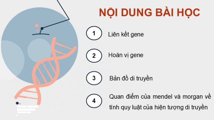 Giáo án điện tử Sinh học 12 kết nối Bài 11: Liên kết gene và hoán vị gene