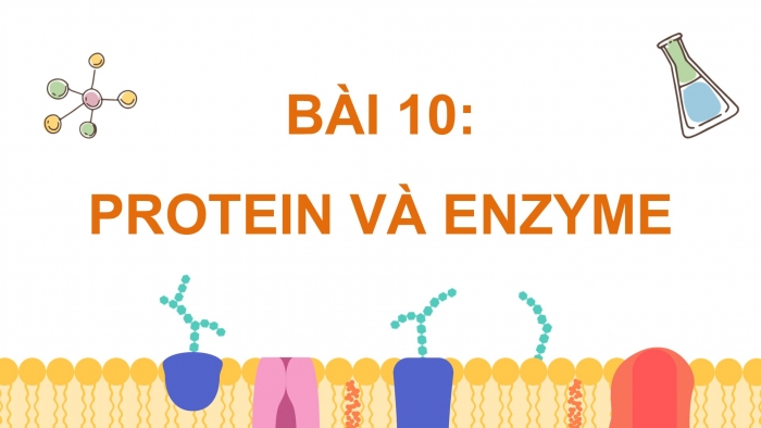 Giáo án điện tử Hoá học 12 kết nối Bài 10: Protein và enzyme