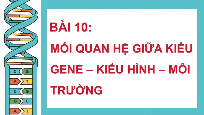 Giáo án điện tử Sinh học 12 chân trời Bài 10: Mối quan hệ giữa kiểu gene – kiểu hình – môi trường