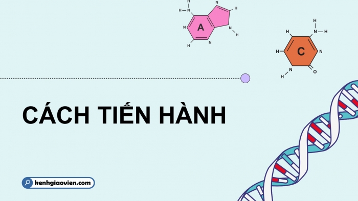 Giáo án điện tử Sinh học 12 chân trời Bài 11: Thực hành Thí nghiệm về thường biến ở cây trồng