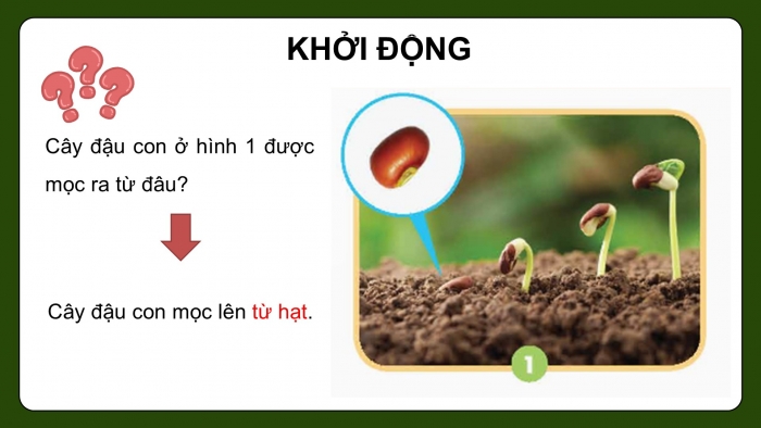 Giáo án điện tử Khoa học 5 chân trời Bài 14: Sự lớn lên và phát triển của thực vật