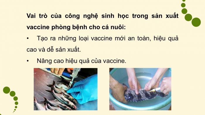 Giáo án điện tử chuyên đề Công nghệ 12 Lâm nghiệp Thuỷ sản Kết nối Bài 8: Ứng dụng công nghệ sinh học trong phòng, trị bệnh thuỷ sản