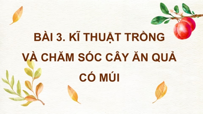 Giáo án điện tử Công nghệ 9 Trồng cây ăn quả Kết nối Bài 3: Kĩ thuật trồng và chăm sóc cây ăn quả có múi