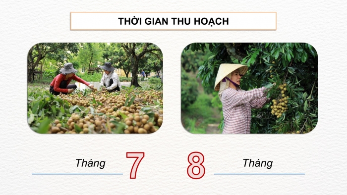 Giáo án điện tử Công nghệ 9 Trồng cây ăn quả Kết nối Bài 4: Kĩ thuật trồng và chăm sóc cây nhãn