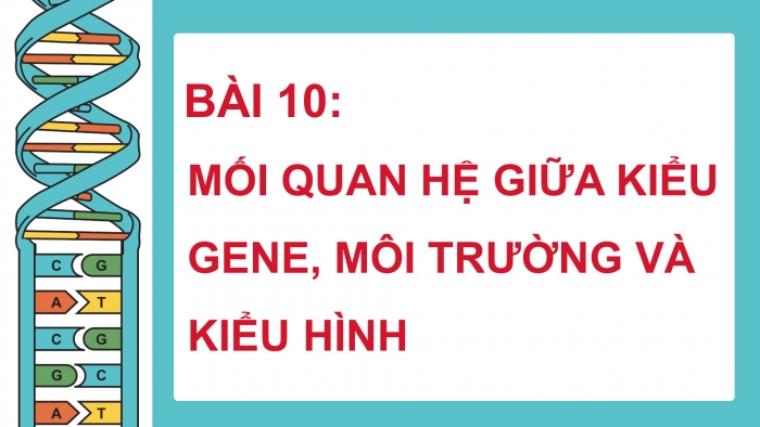 Giáo án điện tử Sinh học 12 cánh diều Bài 10: Mối quan hệ giữa kiểu gene, môi trường và kiểu hình