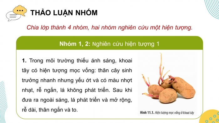 Giáo án điện tử Sinh học 12 chân trời Bài 11: Thực hành Thí nghiệm về thường biến ở cây trồng