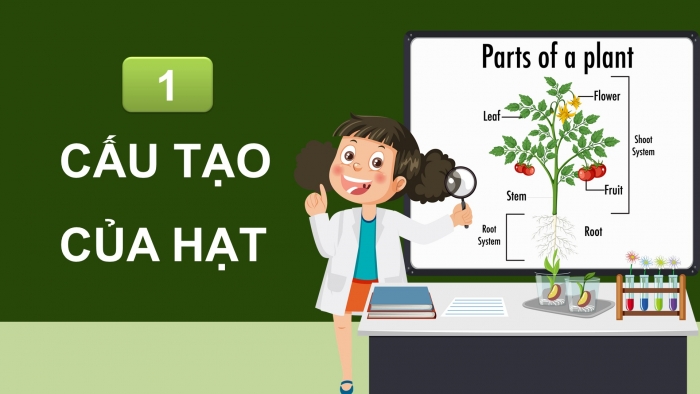 Giáo án điện tử Khoa học 5 chân trời Bài 14: Sự lớn lên và phát triển của thực vật