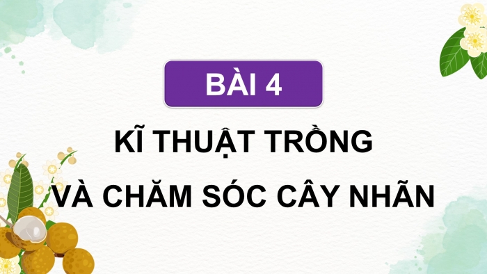 Giáo án điện tử Công nghệ 9 Trồng cây ăn quả Kết nối Bài 4: Kĩ thuật trồng và chăm sóc cây nhãn