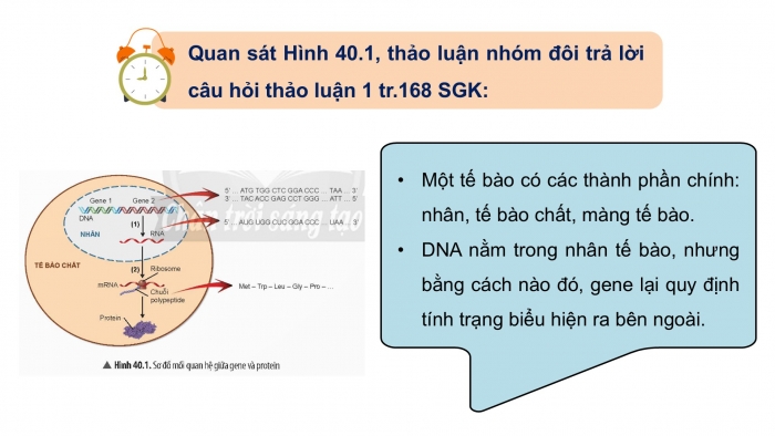 Giáo án điện tử KHTN 9 chân trời - Phân môn Sinh học Bài 40: Từ gene đến tính trạng