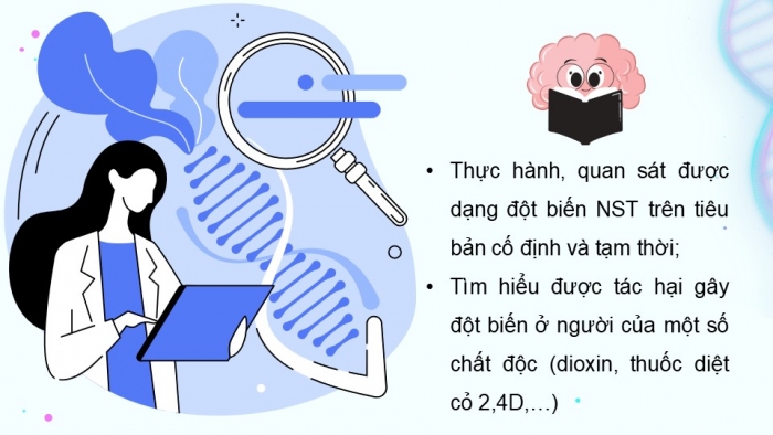 Giáo án điện tử Sinh học 12 kết nối Bài 14: Thực hành Quan sát một số dạng đột biến nhiễm sắc thể