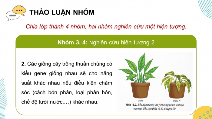 Giáo án điện tử Sinh học 12 chân trời Bài 11: Thực hành Thí nghiệm về thường biến ở cây trồng